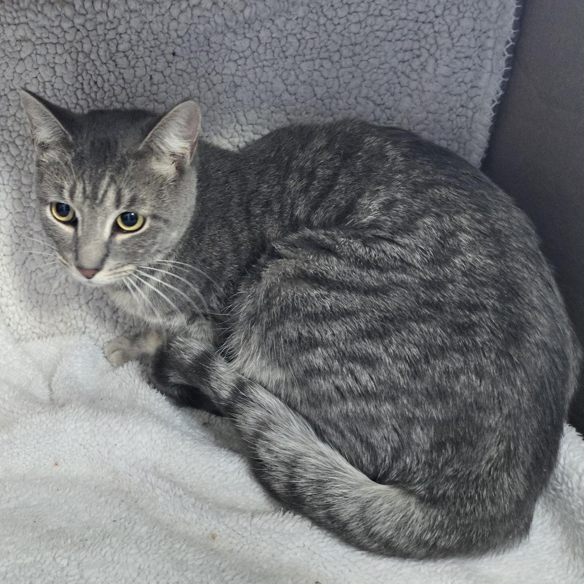 Stella, a Adoptable Domestic Short Hair in Pittstown, NJ image 3/6