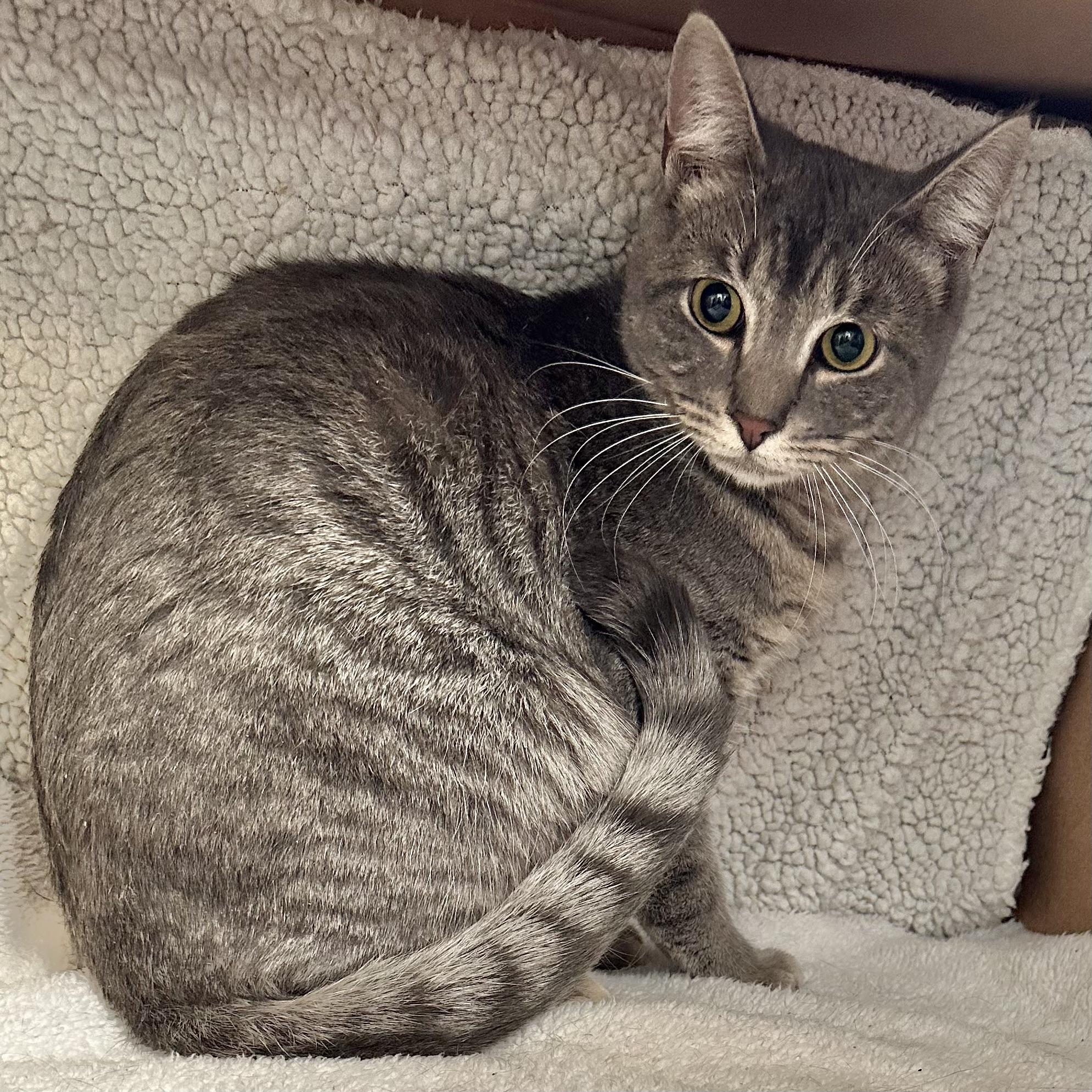 Stella, a Adoptable Domestic Short Hair in Pittstown, NJ image 4/6