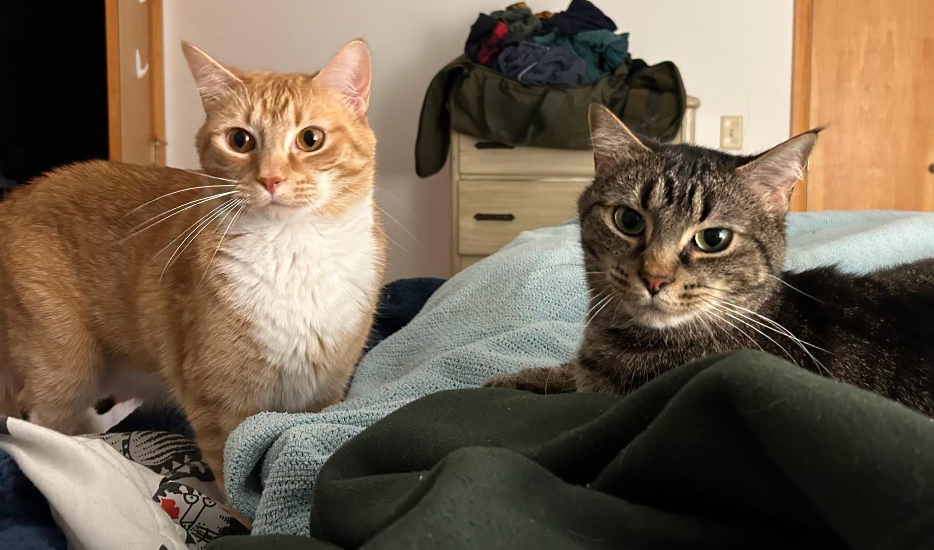 Joe Joe and Junior, Adoptable, Adult Male Domestic Short Hair.