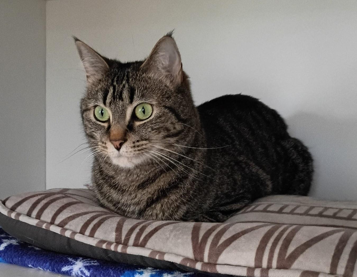 Joe Joe and Junior, a ADOPTABLE Domestic Short Hair in Floyd, VA image 5/6