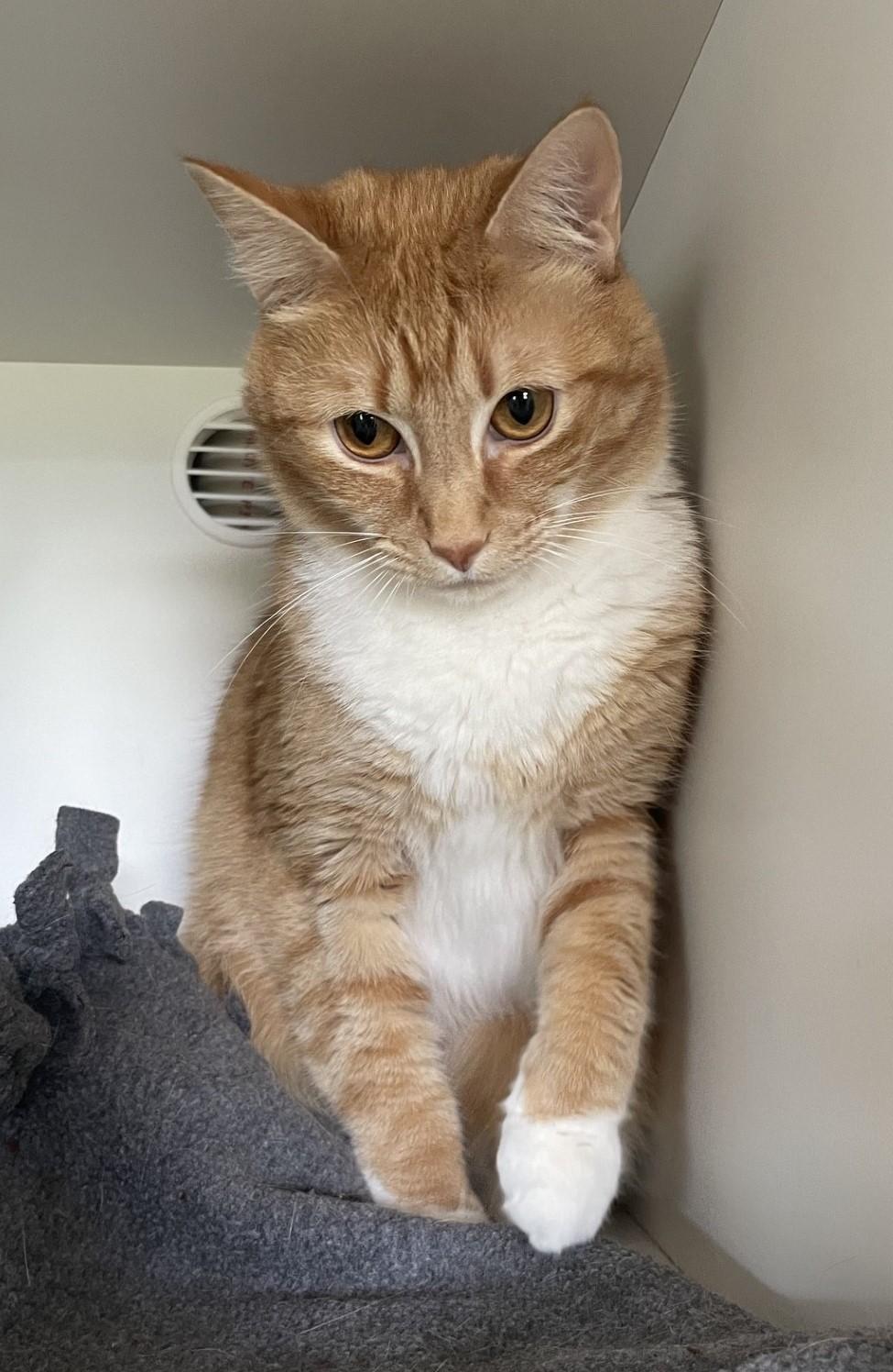 Joe Joe and Junior, a ADOPTABLE Domestic Short Hair in Floyd, VA image 6/6