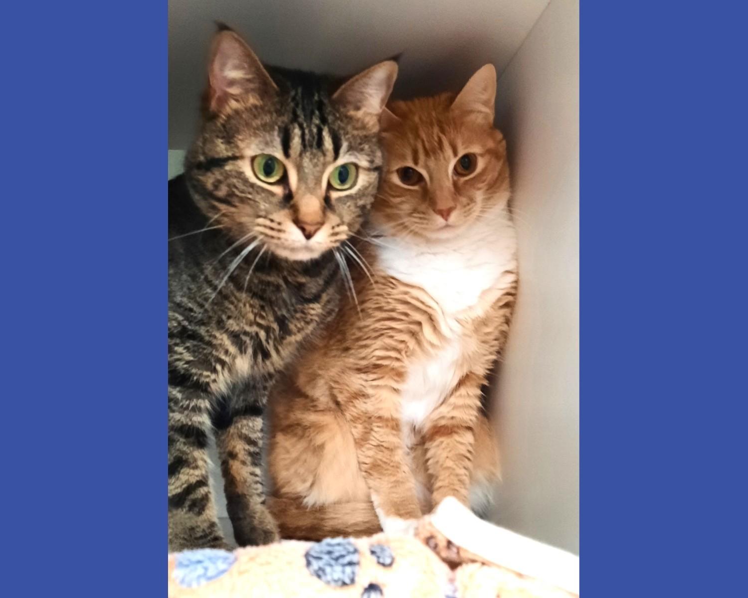 Joe Joe and Junior, a ADOPTABLE Domestic Short Hair in Floyd, VA image 1/3