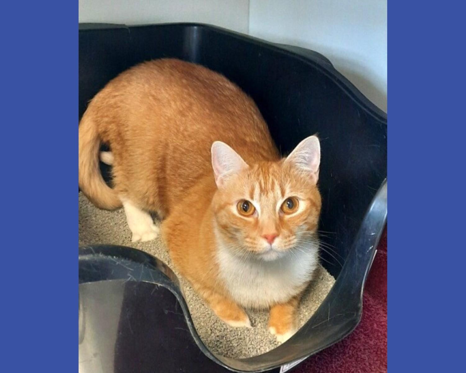Joe Joe and Junior, a ADOPTABLE Domestic Short Hair in Floyd, VA image 3/3