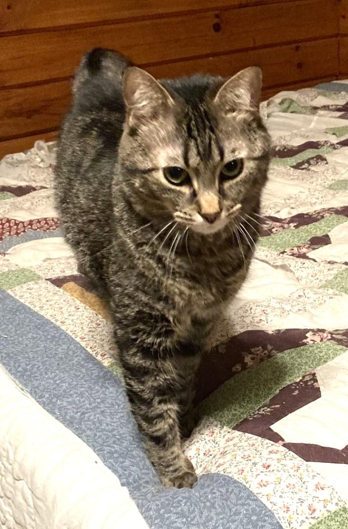Joe Joe and Junior, a ADOPTABLE Domestic Short Hair in Floyd, VA image 3/6