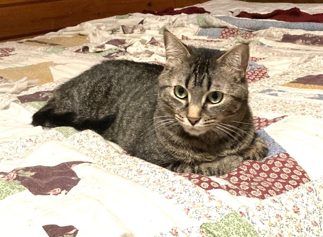 Joe Joe and Junior, a ADOPTABLE Domestic Short Hair in Floyd, VA image 5/5