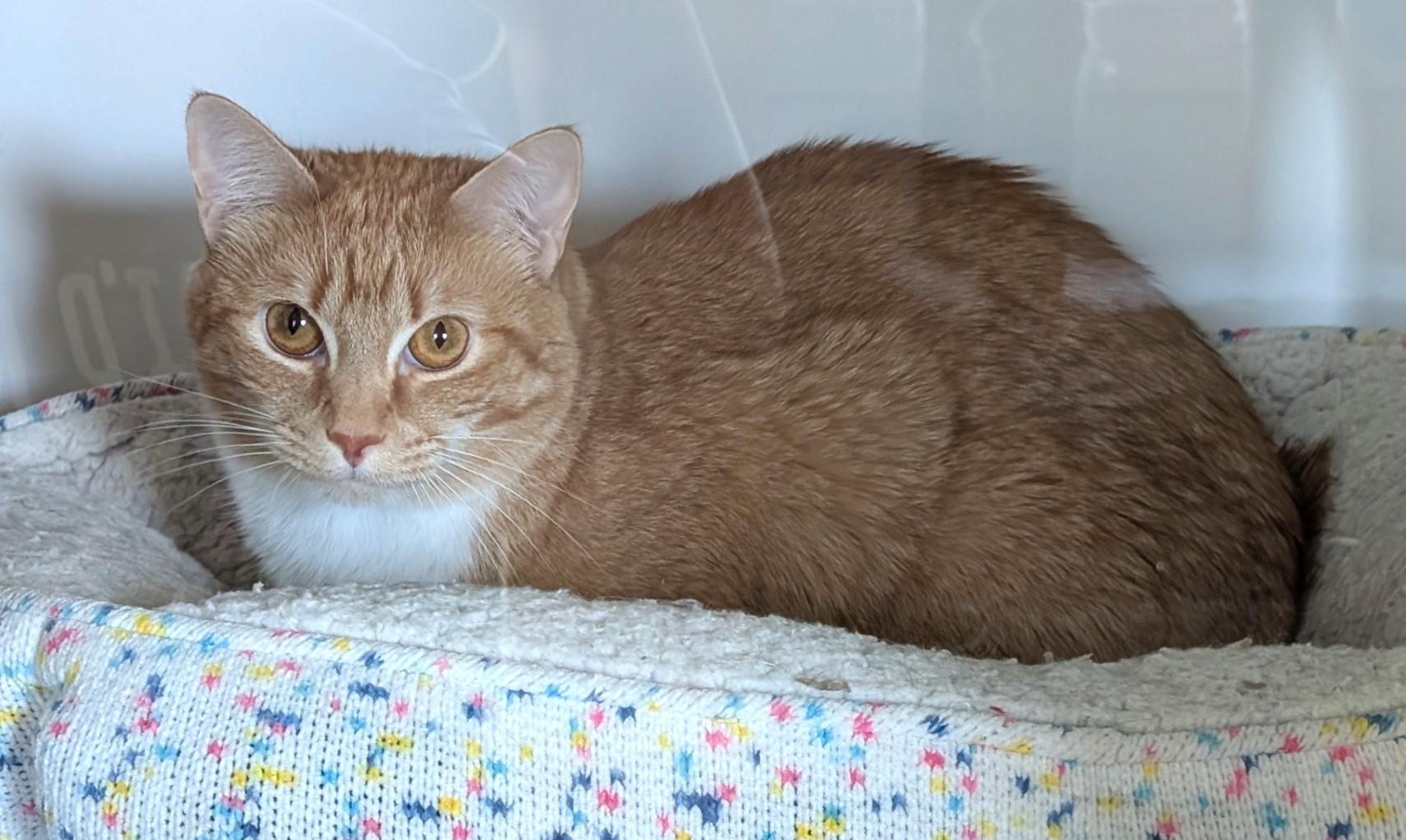 Joe Joe and Junior, ADOPTABLE, Adult Male Domestic Short Hair.