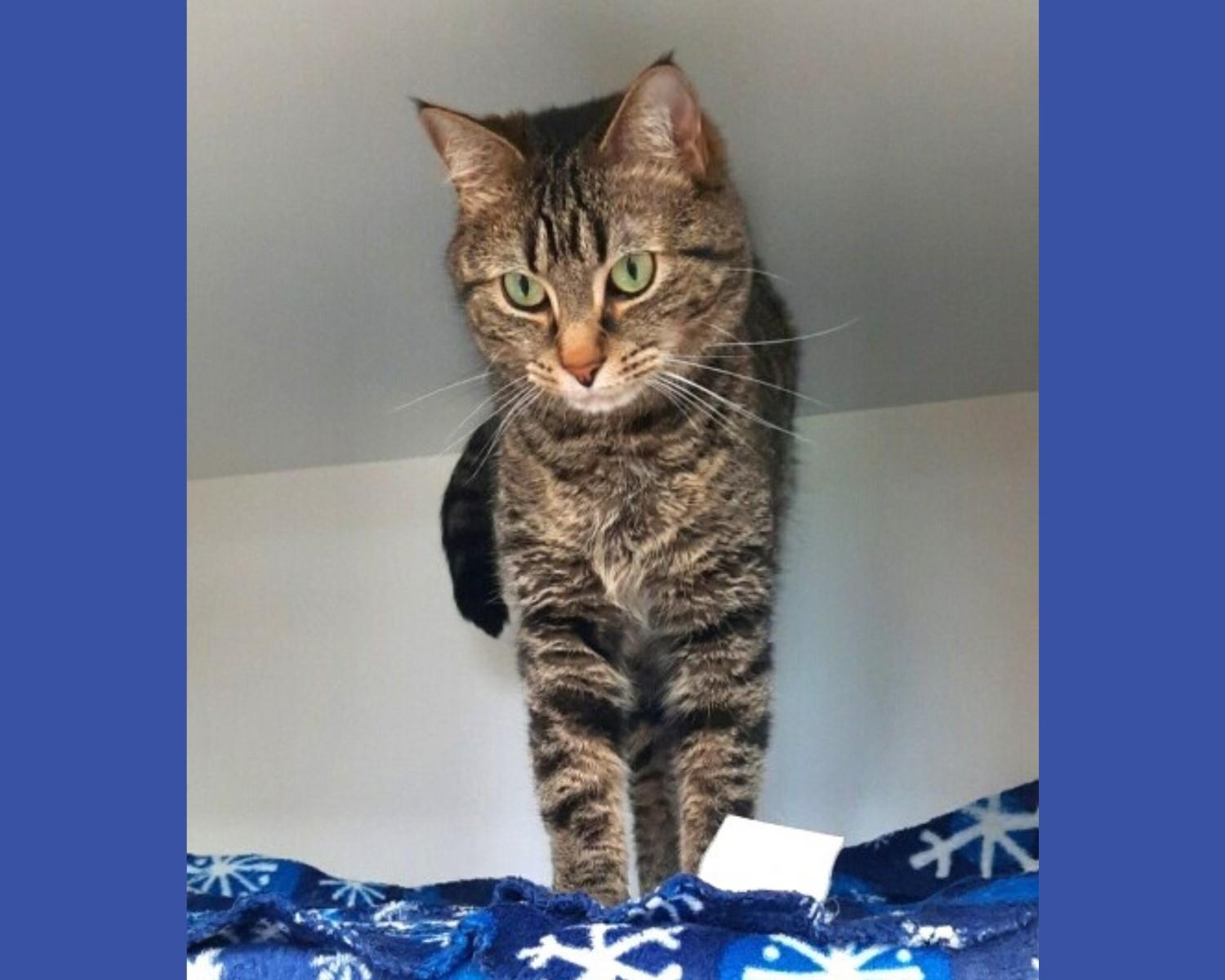Joe Joe and Junior, a ADOPTABLE Domestic Short Hair in Floyd, VA image 2/3