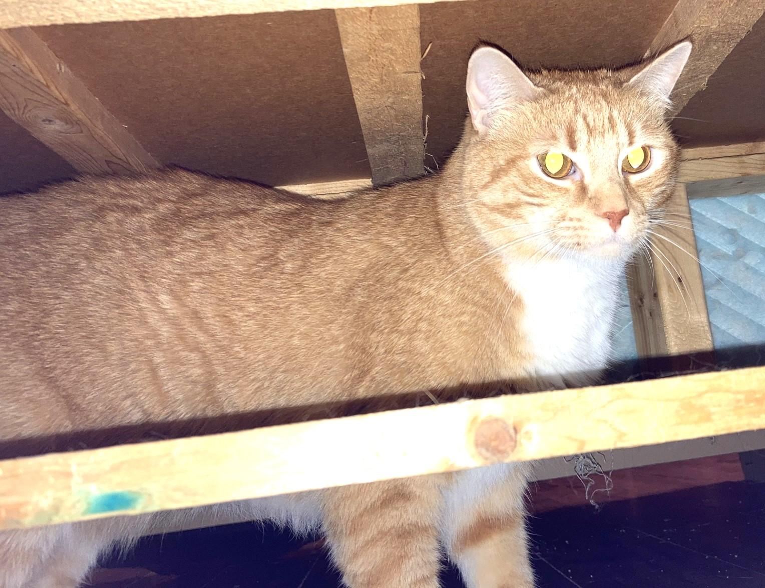 Joe Joe and Junior, a ADOPTABLE Domestic Short Hair in Floyd, VA image 4/5