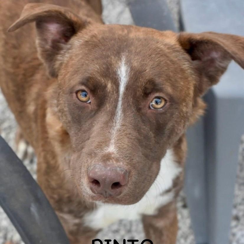 PINTO, a Adoptable mixed breed in Bowling Green, OH image 3/5