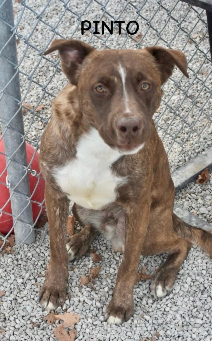 Pinto thumbnail 4