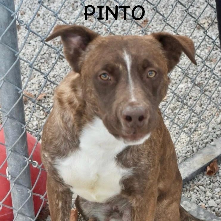 PINTO, a Adoptable mixed breed in Bowling Green, OH image 2/5