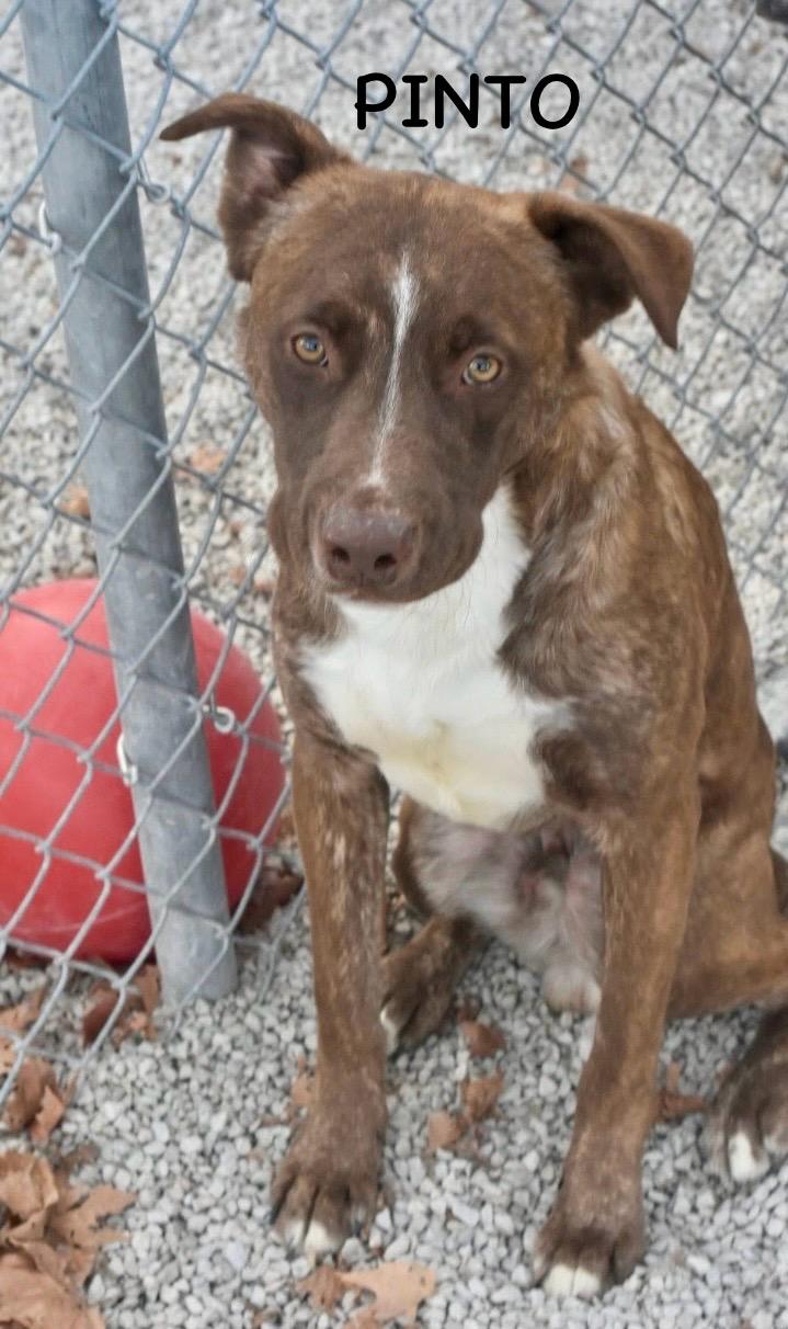 PINTO, a Adoptable mixed breed in Bowling Green, OH image 4/5