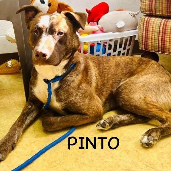 PINTO, a Adoptable mixed breed in Bowling Green, OH image 1/5