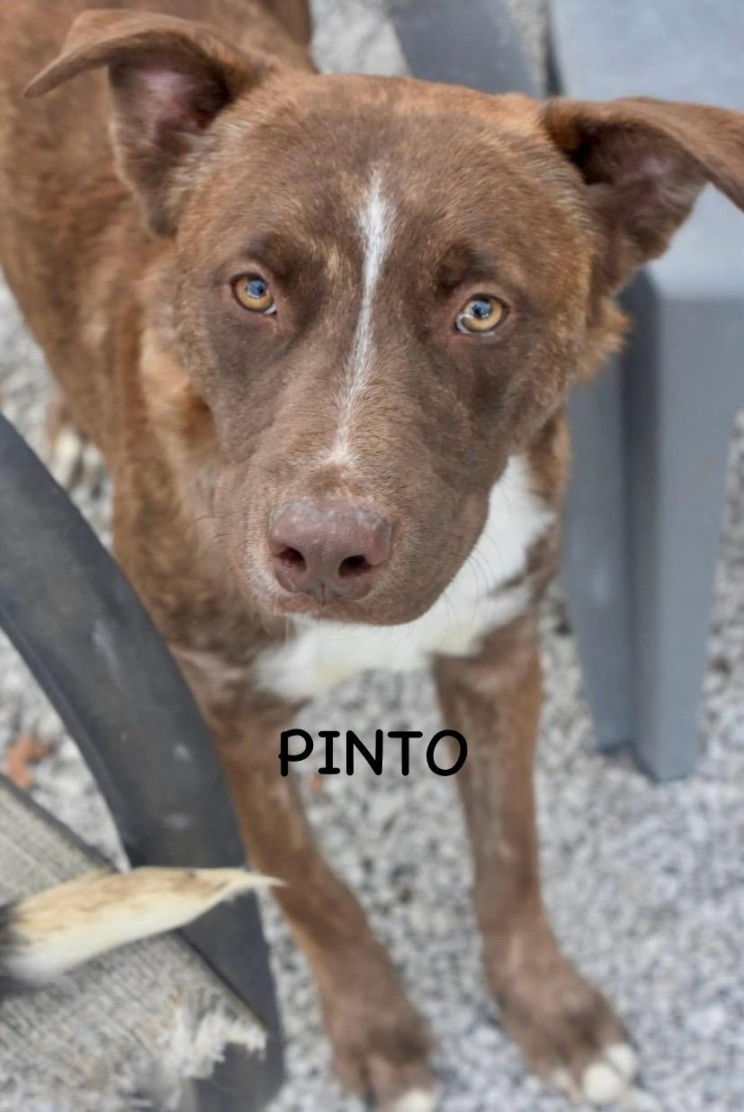 PINTO, a Adoptable mixed breed in Bowling Green, OH image 5/5