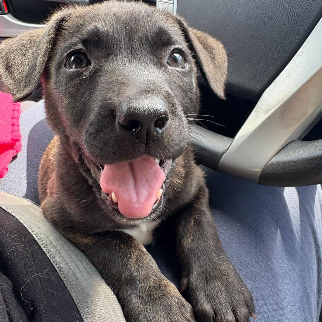 Nova, Adoptable, Puppy Female Pit Bull Terrier.