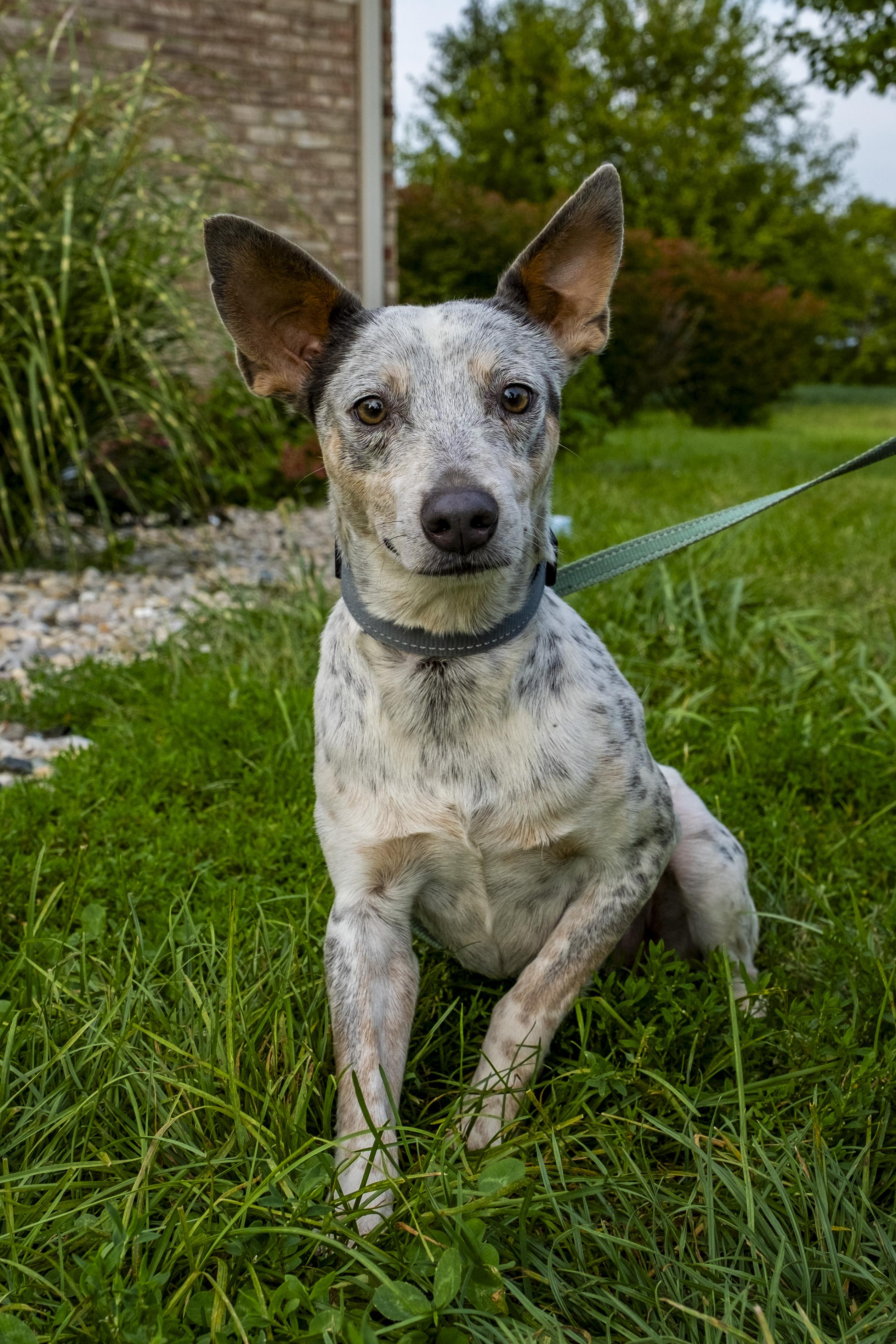 Enlarge Paco Taco, a ADOPTABLE Australian Cattle Dog / Blue Heeler in Muncie, IN image 2/3