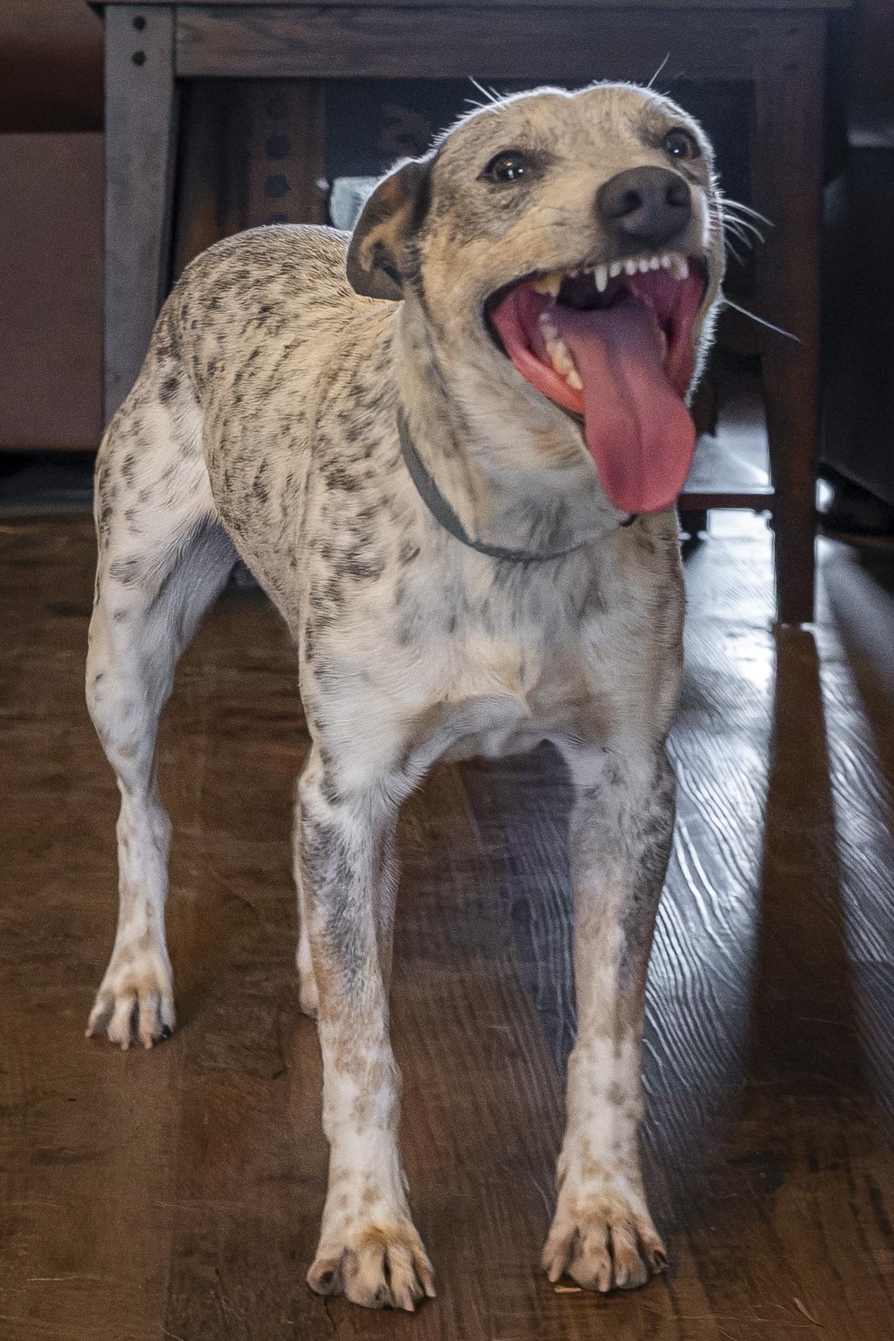 Enlarge Paco Taco, a ADOPTABLE Australian Cattle Dog / Blue Heeler in Muncie, IN image 3/3