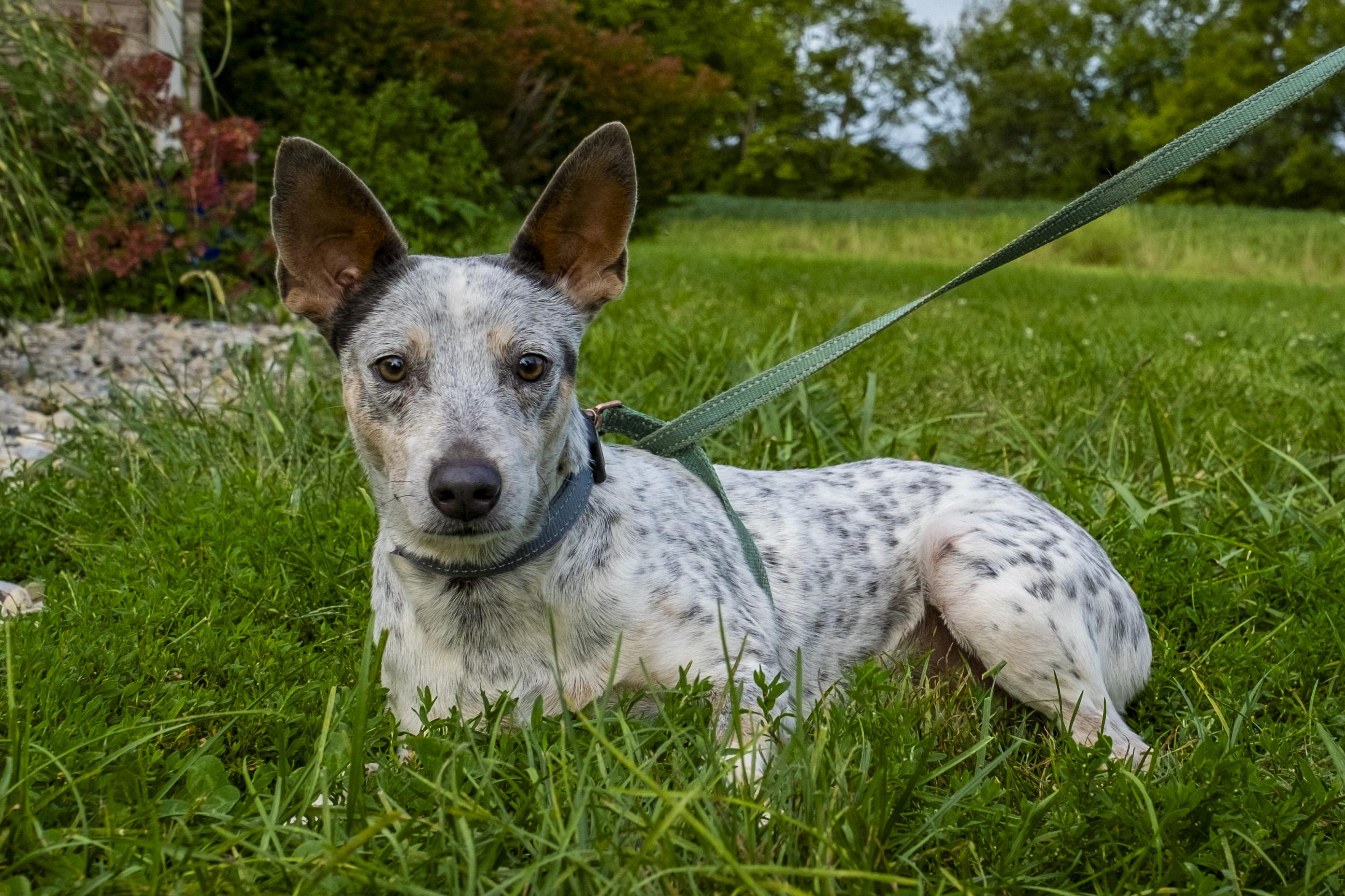 Paco Taco, ADOPTABLE, Young Male Australian Cattle Dog / Blue Heeler.