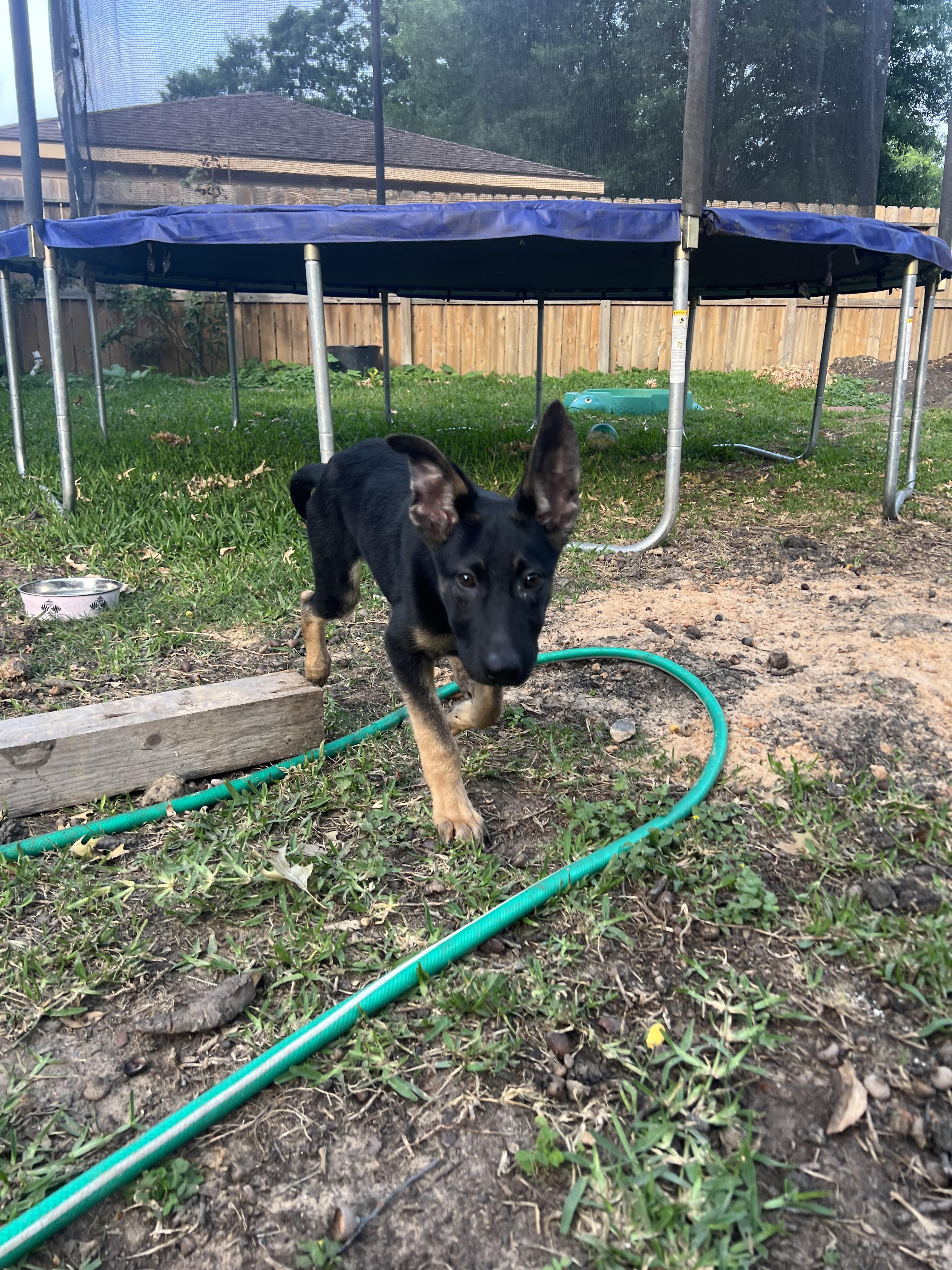 Petfinder Syracuse Ny - n0i585q
