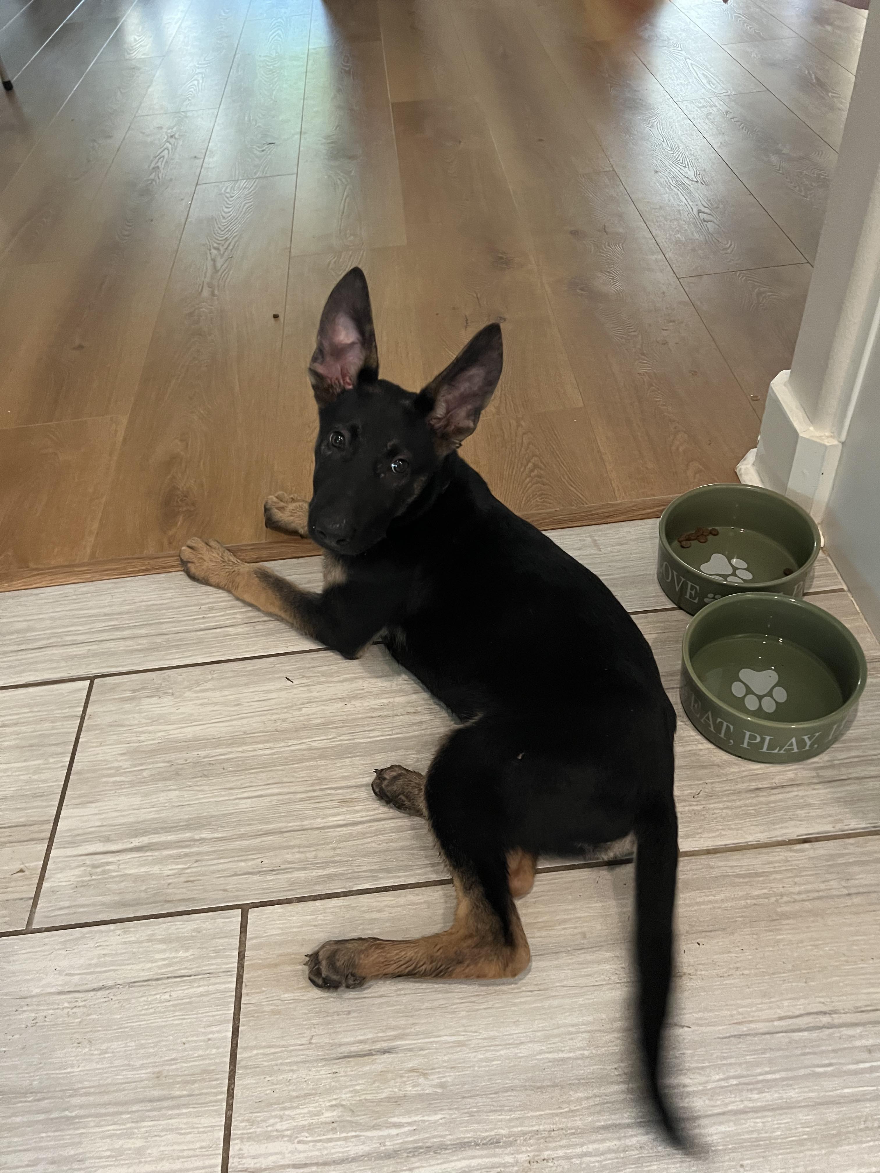 Petfinder Syracuse Ny - 34jzx0s
