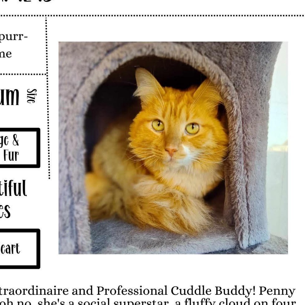 Penny, Adopted, Adult Female Domestic Long Hair.