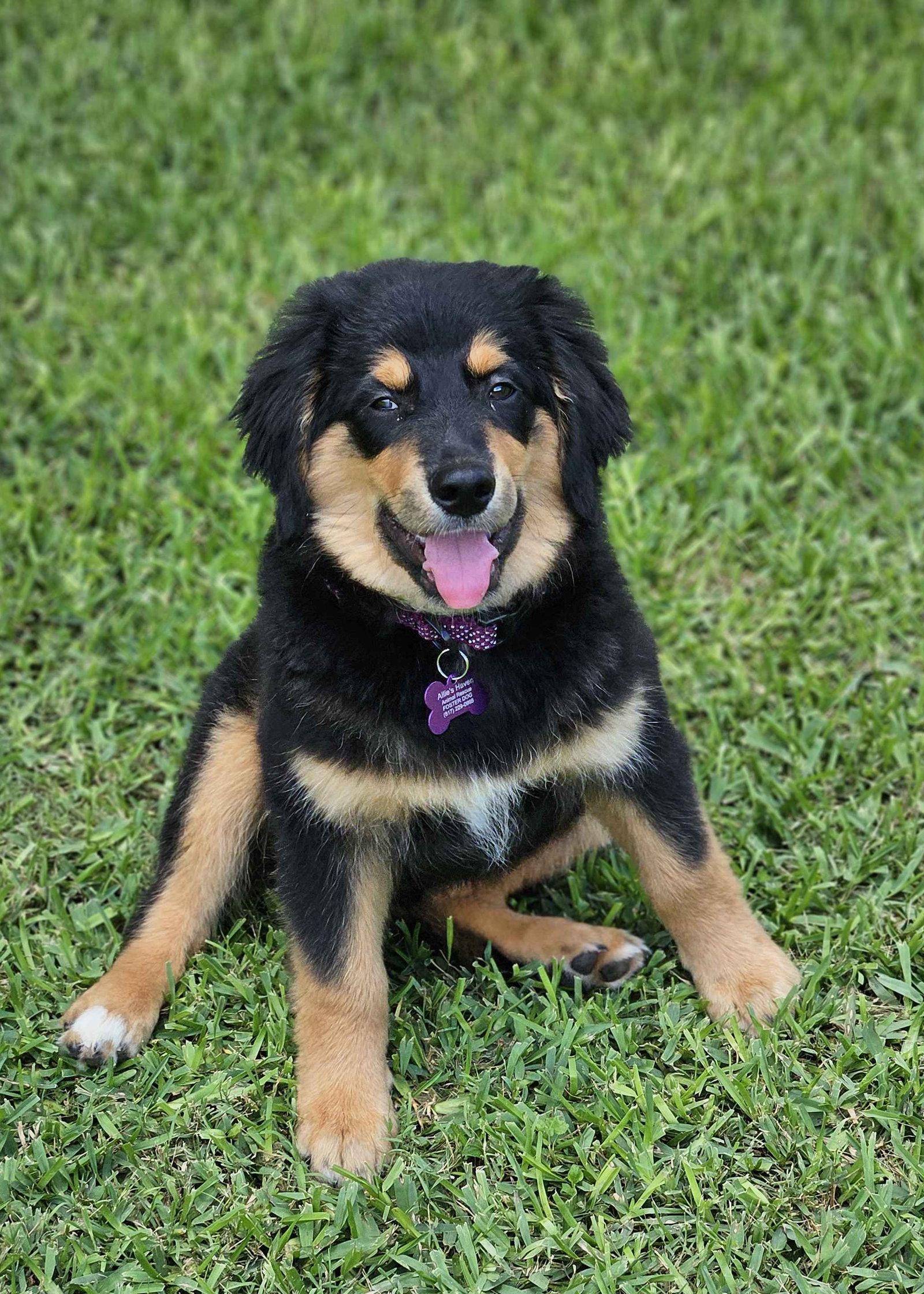 Polo Lux, Adopted, Puppy Male Australian Shepherd & Golden Retriever.