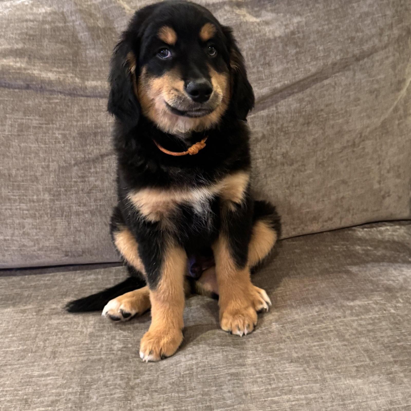Enlarge Polo Lux, a Adopted mixed breed in Fort Worth, TX image 2/3