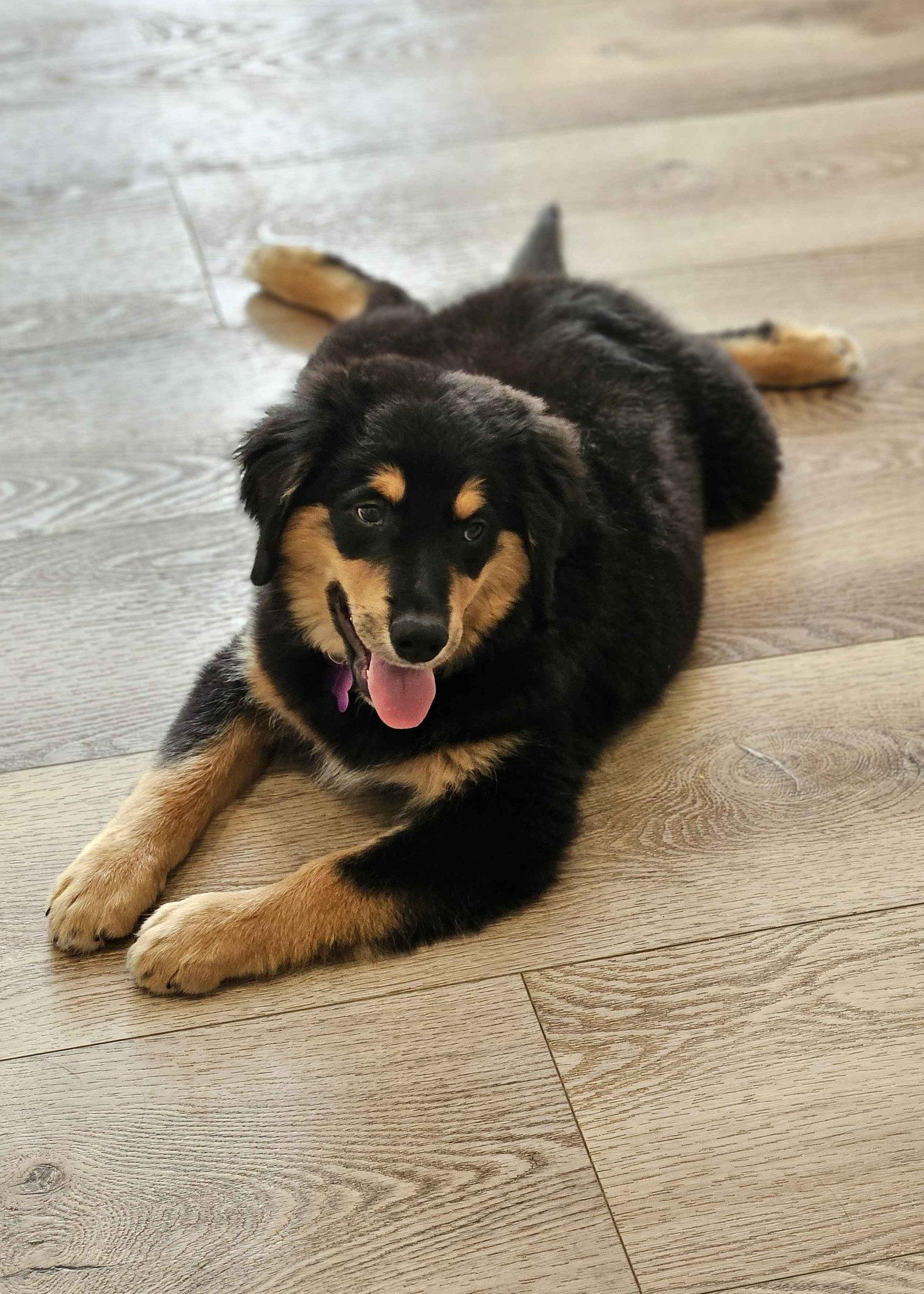 Enlarge Polo Lux, a Adopted mixed breed in Fort Worth, TX image 3/3