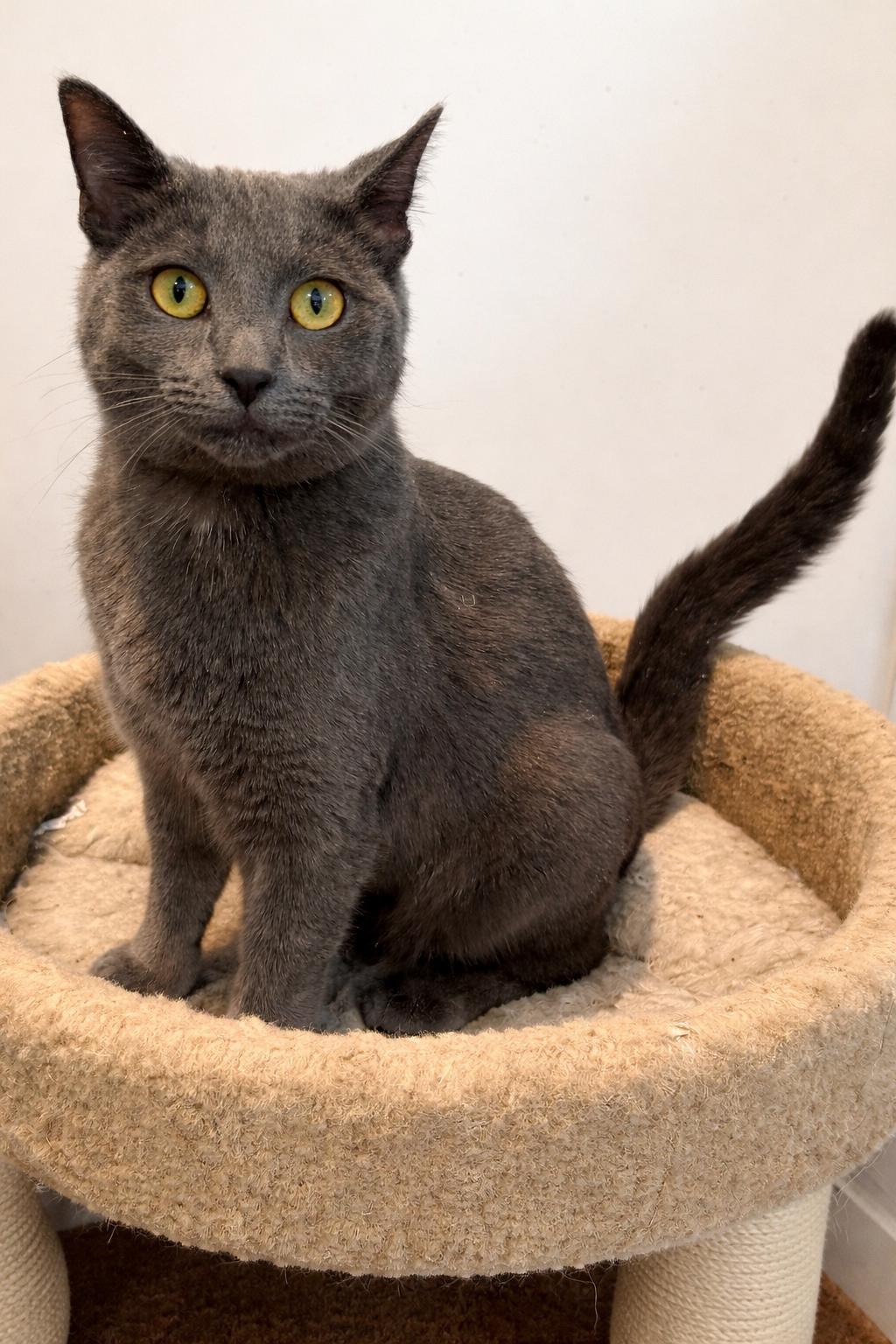 Lonny, a Adoptable American Shorthair in Alexandria, VA image 2/3