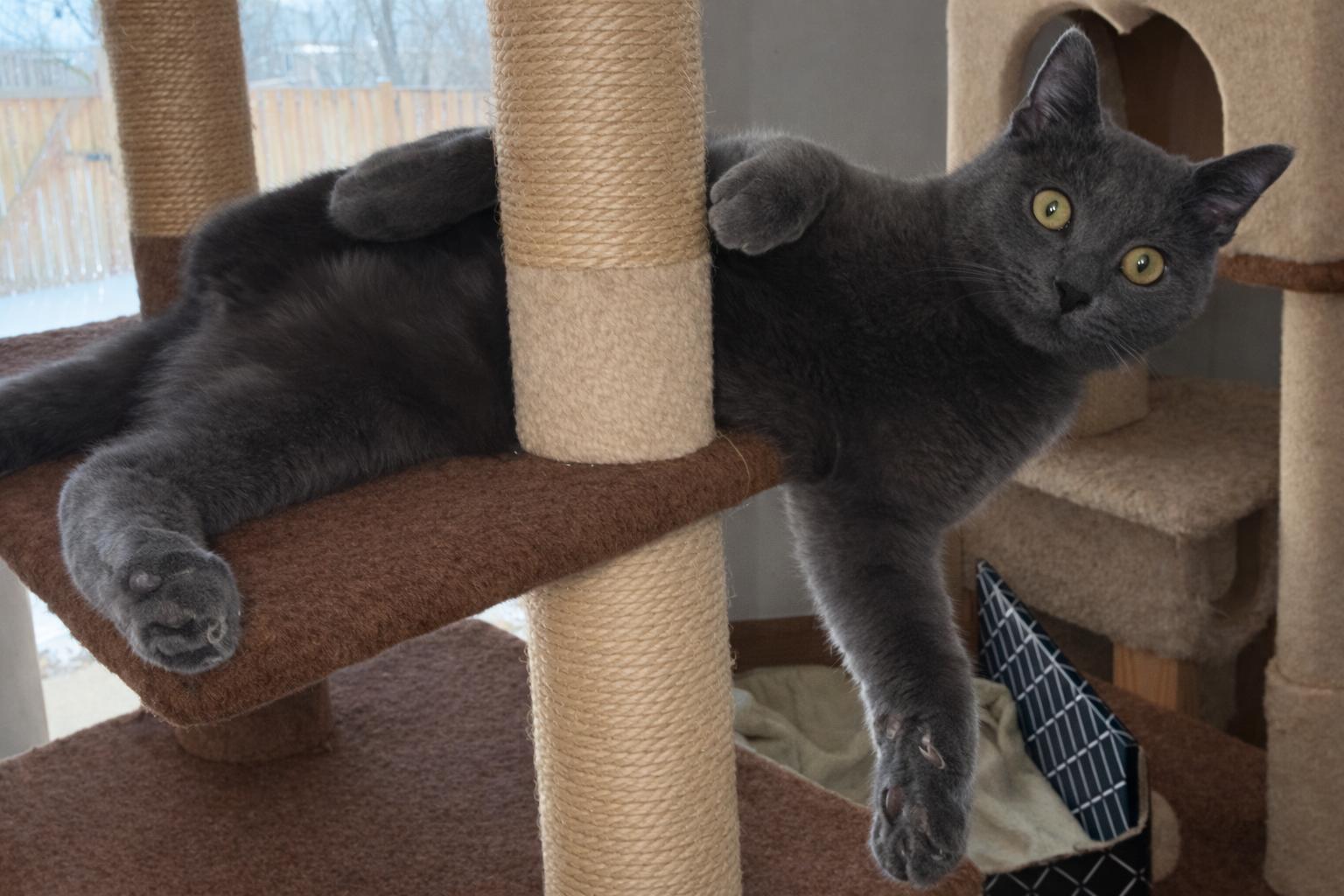 Lonny, a Adoptable American Shorthair in Alexandria, VA image 3/3