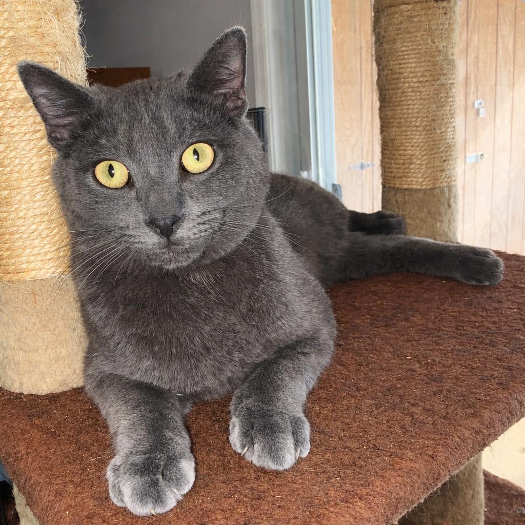 Lonny, a Adoptable American Shorthair in Alexandria, VA image 1/3