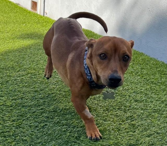 Linus  -  So Ca, Adoptable, Young Male Dachshund & Chihuahua.