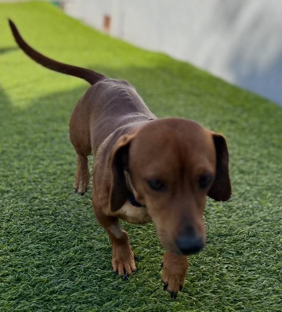 Enlarge Linus  -  So Ca, a Adoptable mixed breed in Los Angeles, CA image 3/3