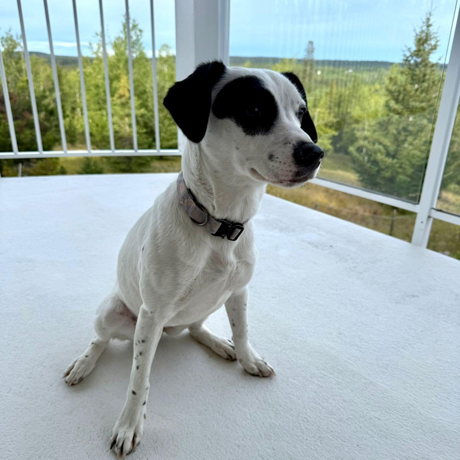 Calli (formerly Goya), Adopted, Young Female Mixed Breed.