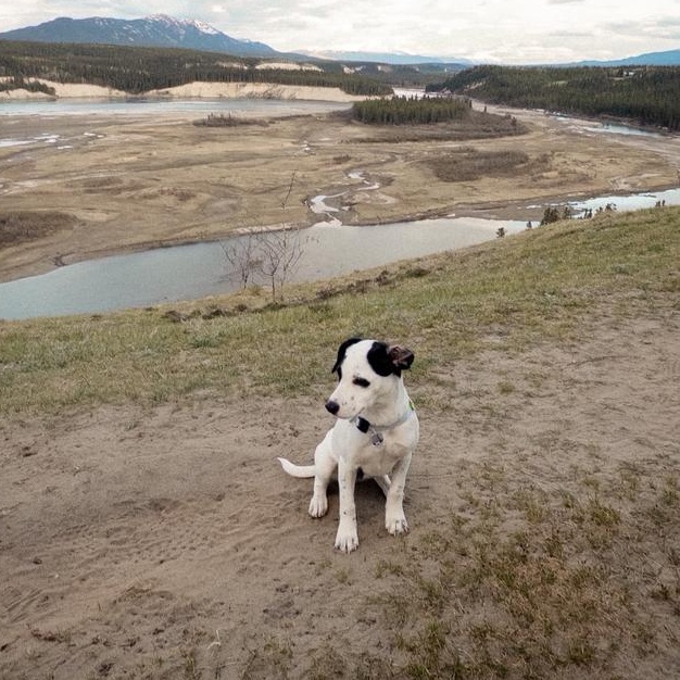 Calli (formerly Goya), a Adopted Mixed Breed in Whitehorse, YT image 3/6
