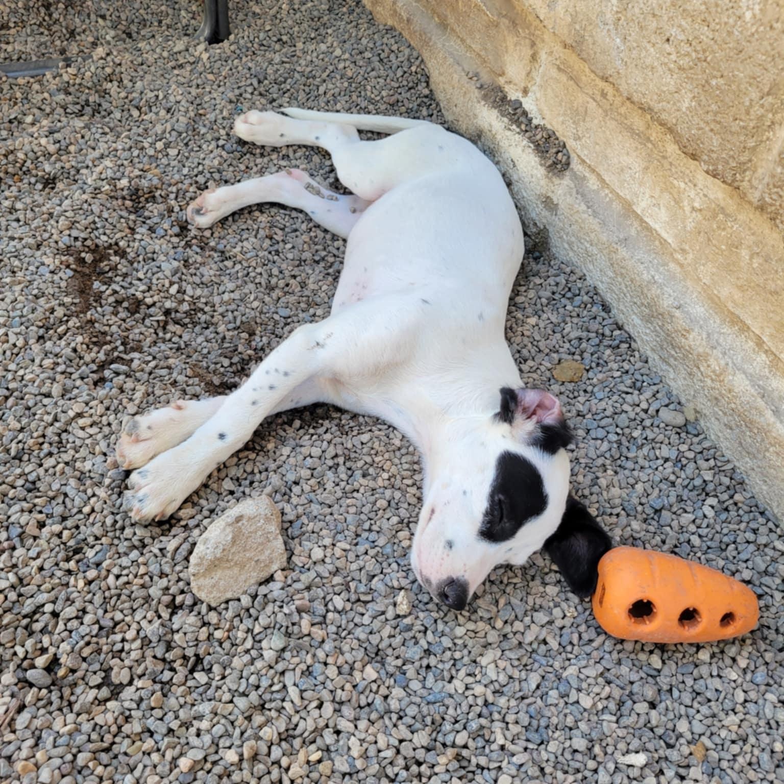 Calli (formerly Goya), a Adopted Mixed Breed in Whitehorse, YT image 4/6