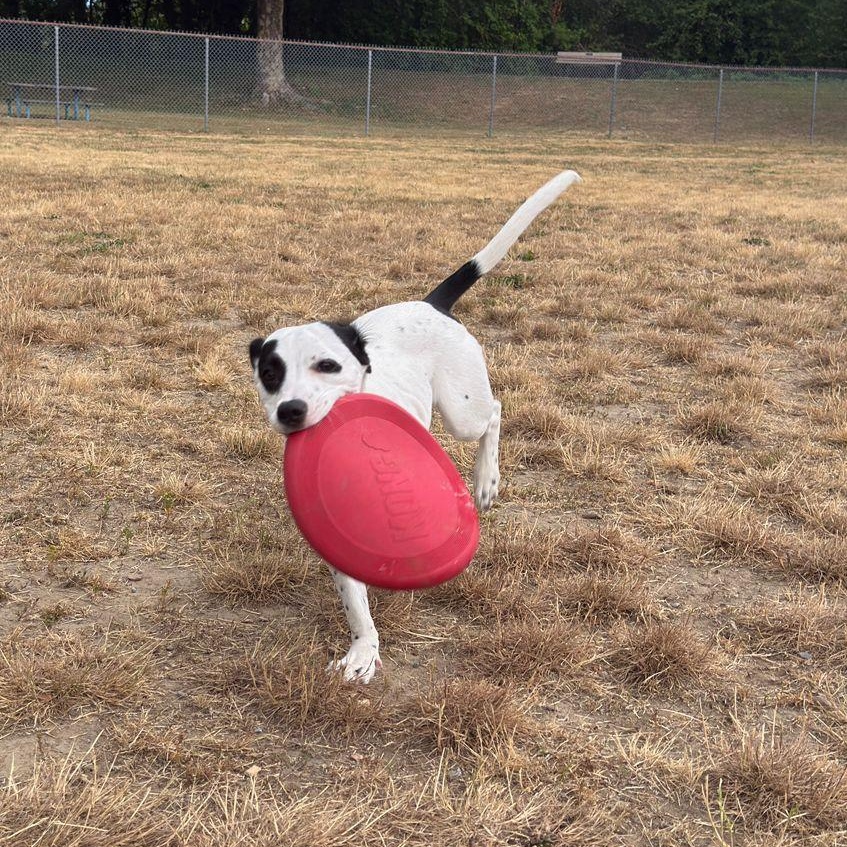 Calli (formerly Goya), a Adopted Mixed Breed in Whitehorse, YT image 2/6