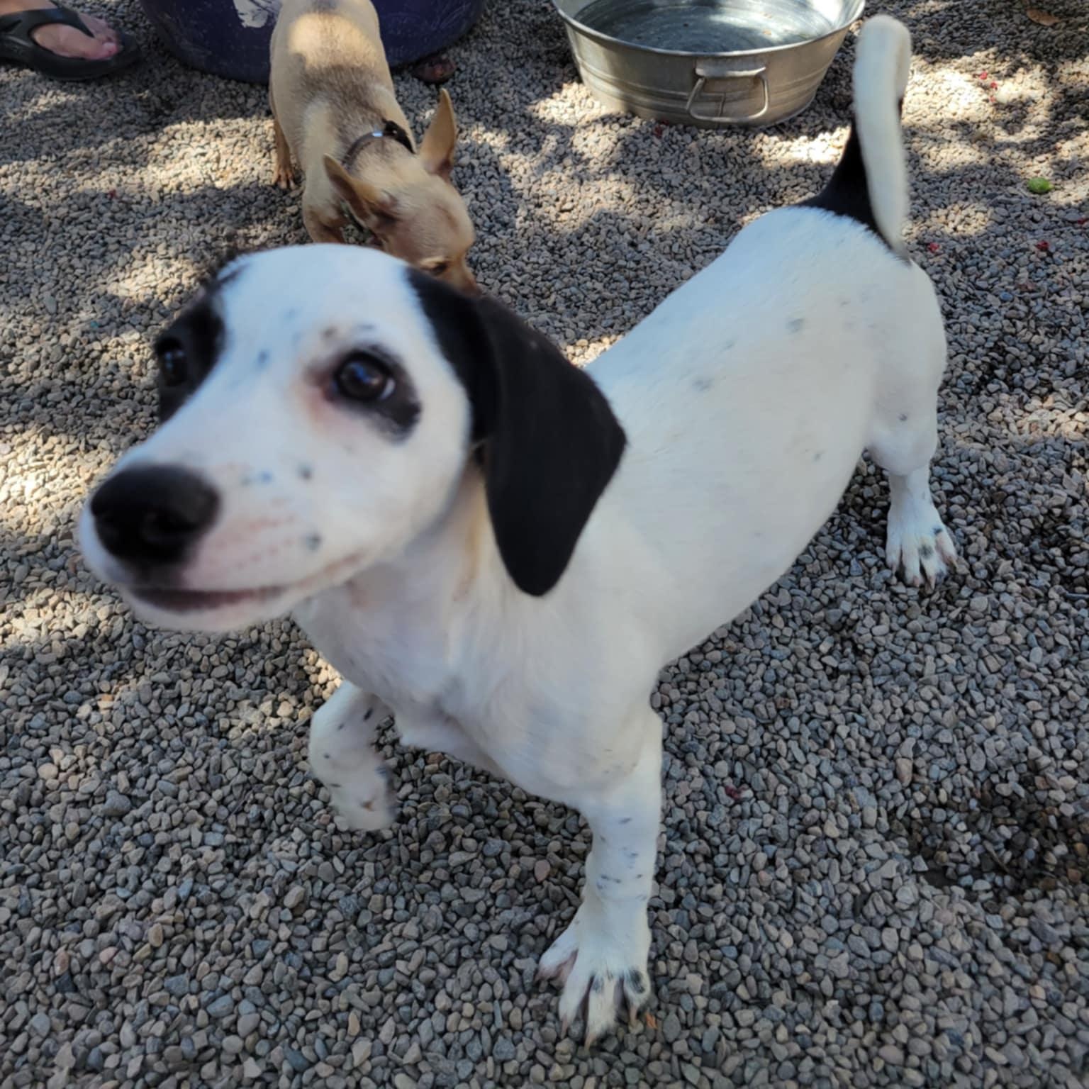 Calli (formerly Goya), a Adopted Mixed Breed in Whitehorse, YT image 5/6