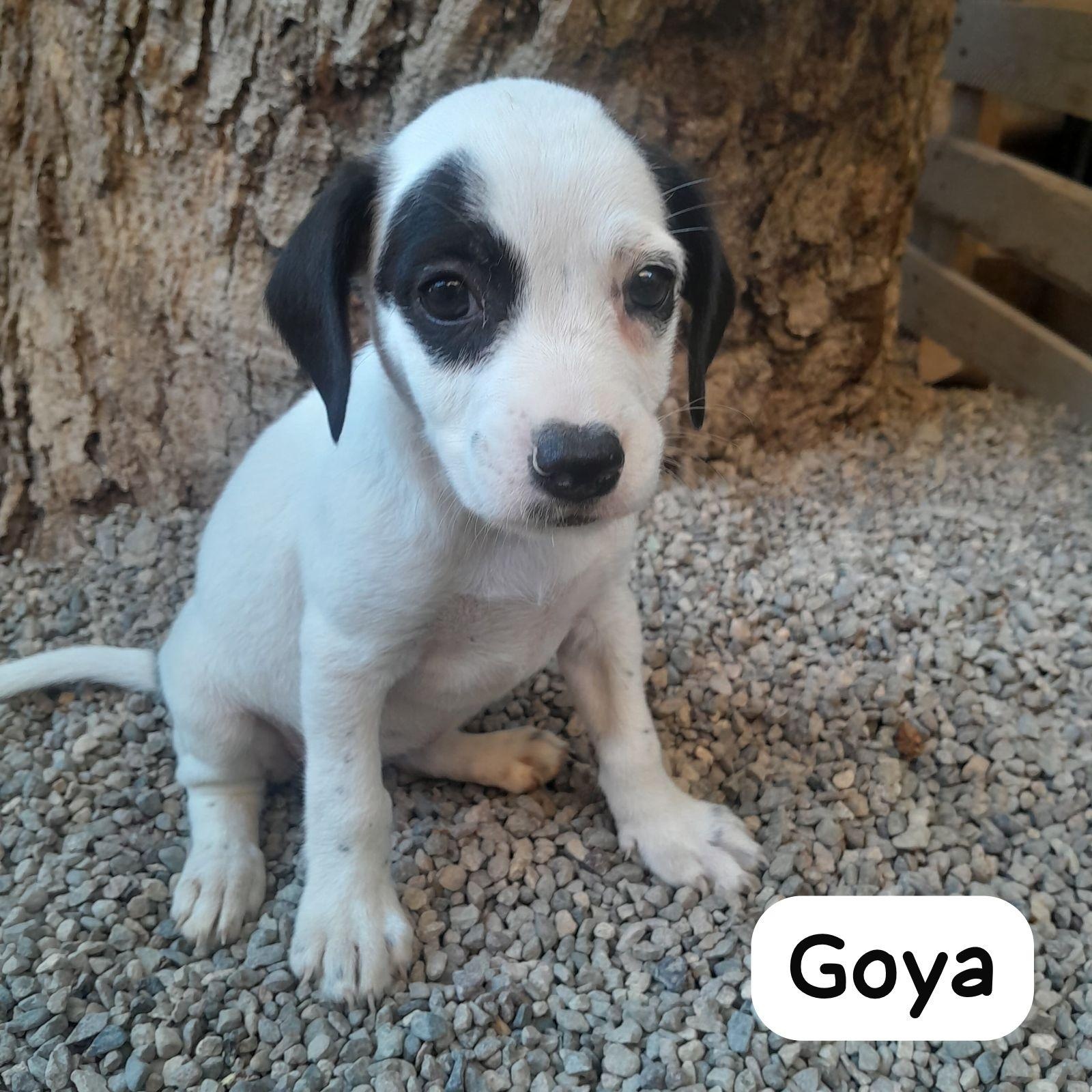 Calli (formerly Goya), a Adopted Mixed Breed in Whitehorse, YT image 6/6