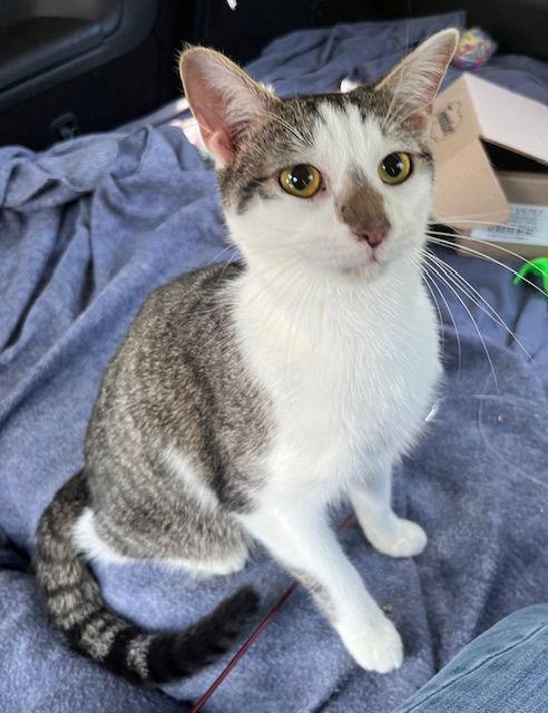 KITTEN CHESTER, Adoptable, Kitten Male Tabby.