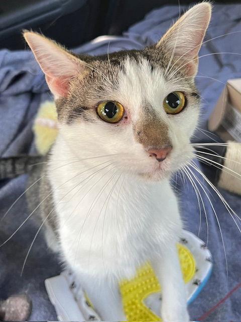 KITTEN CHESTER, a Adoptable Tabby in Franklin, TN image 2/3