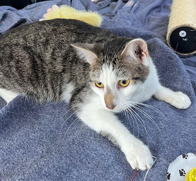 KITTEN CHESTER, a Adoptable Tabby in Franklin, TN image 3/3