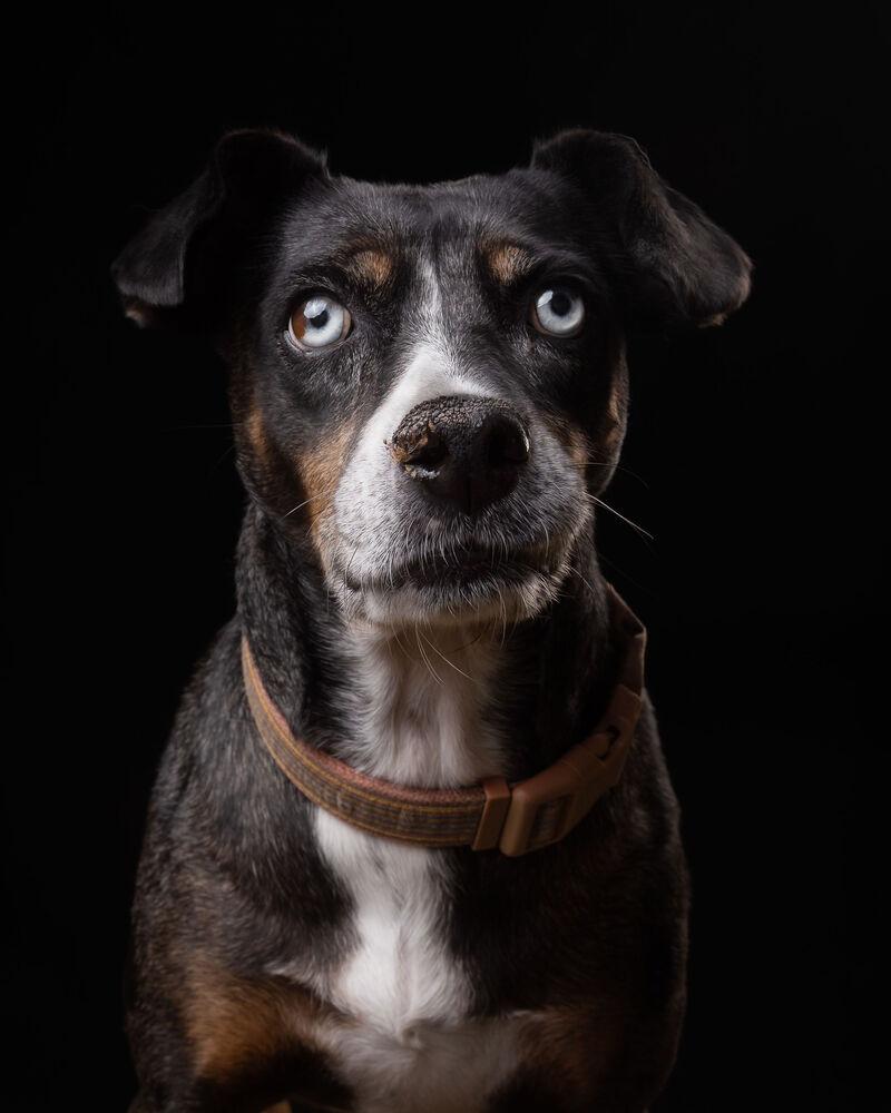 MACI, Adoptable, Adult Female Shepherd & Labrador Retriever.