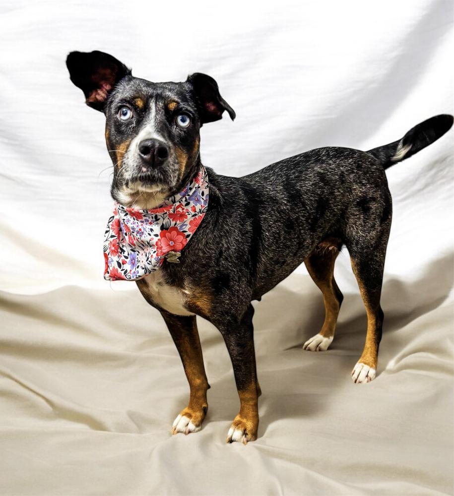 MACI, Adoptable, Adult Female Shepherd & Labrador Retriever.