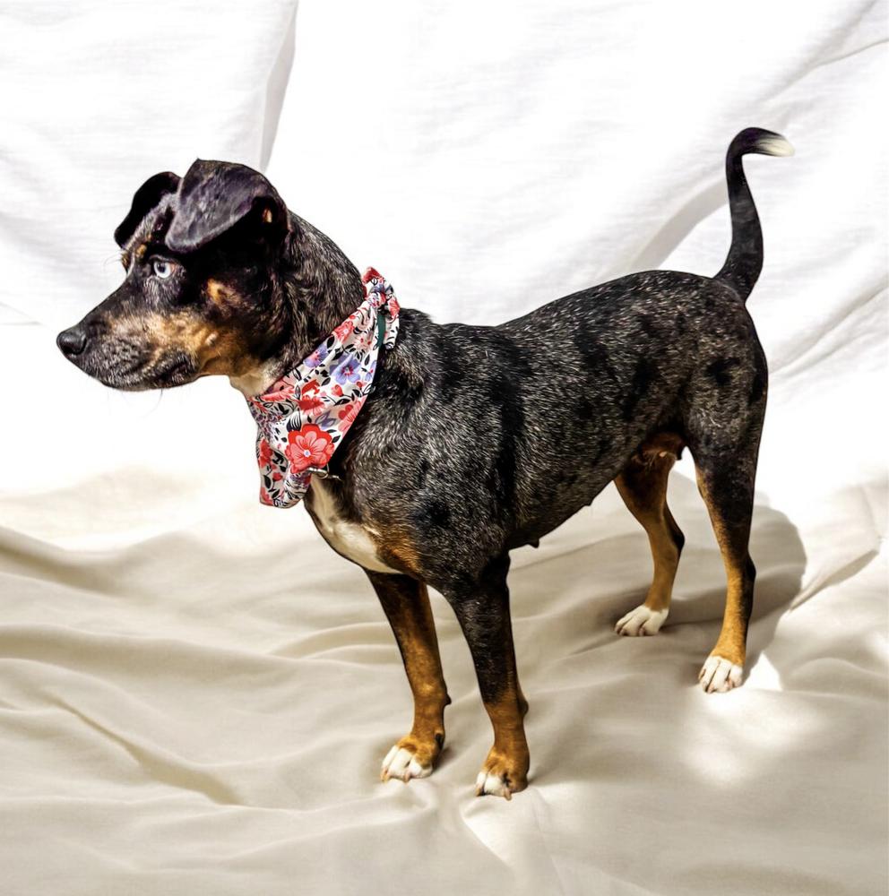 MACI, a Adoptable mixed breed in Langley, BC image 2/5