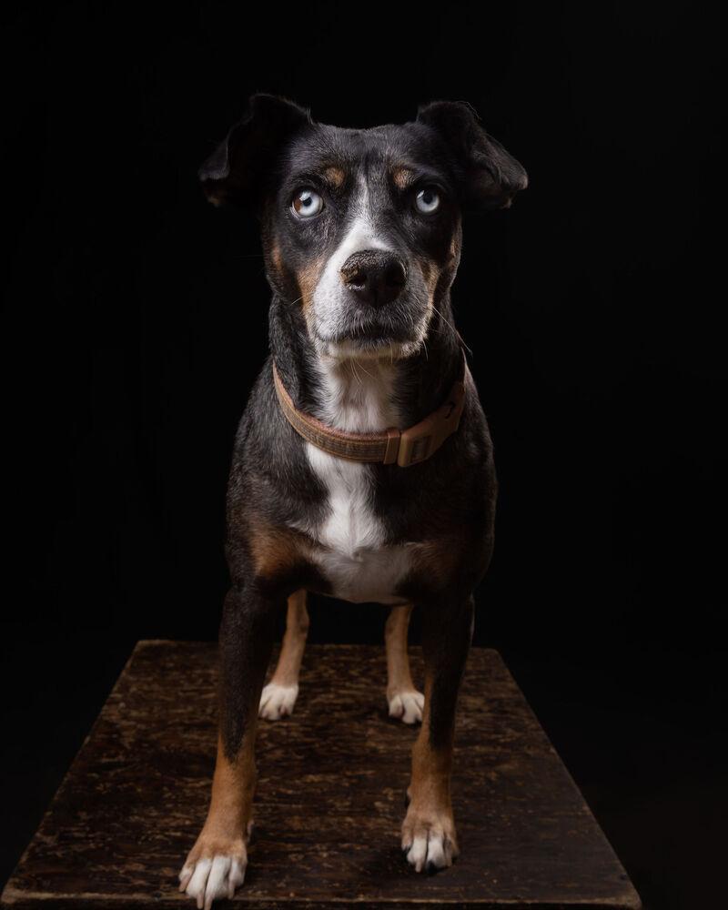 Enlarge MACI, a Adoptable mixed breed in Langley, BC image 2/6