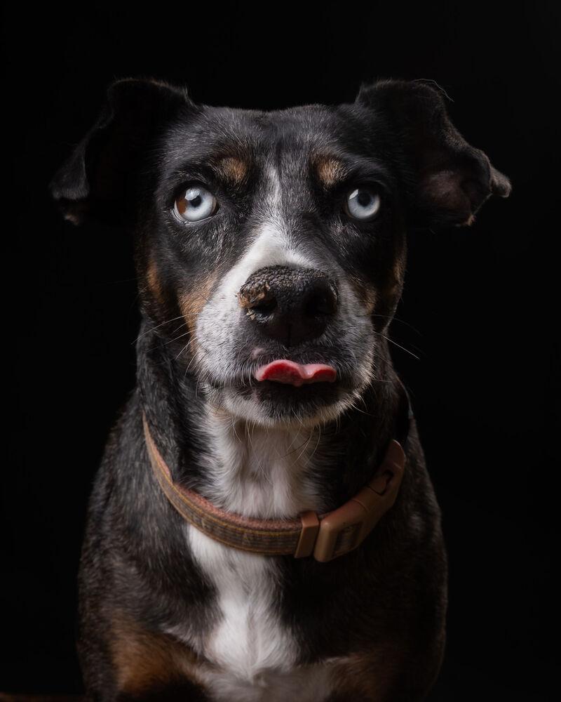 Enlarge MACI, a Adoptable mixed breed in Langley, BC image 4/6