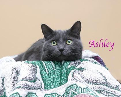 Ashley, Adoptable, Adult Female Domestic Short Hair & Domestic Short Hair.