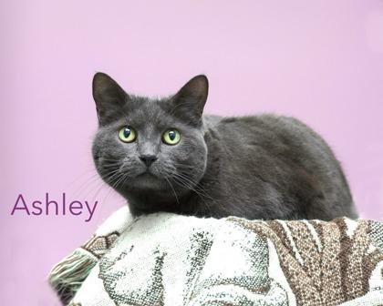 Enlarge Ashley, a Adoptable mixed breed in Parma, OH image 2/2