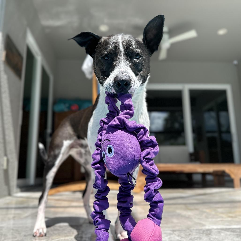 Charlie — thumbnail 4